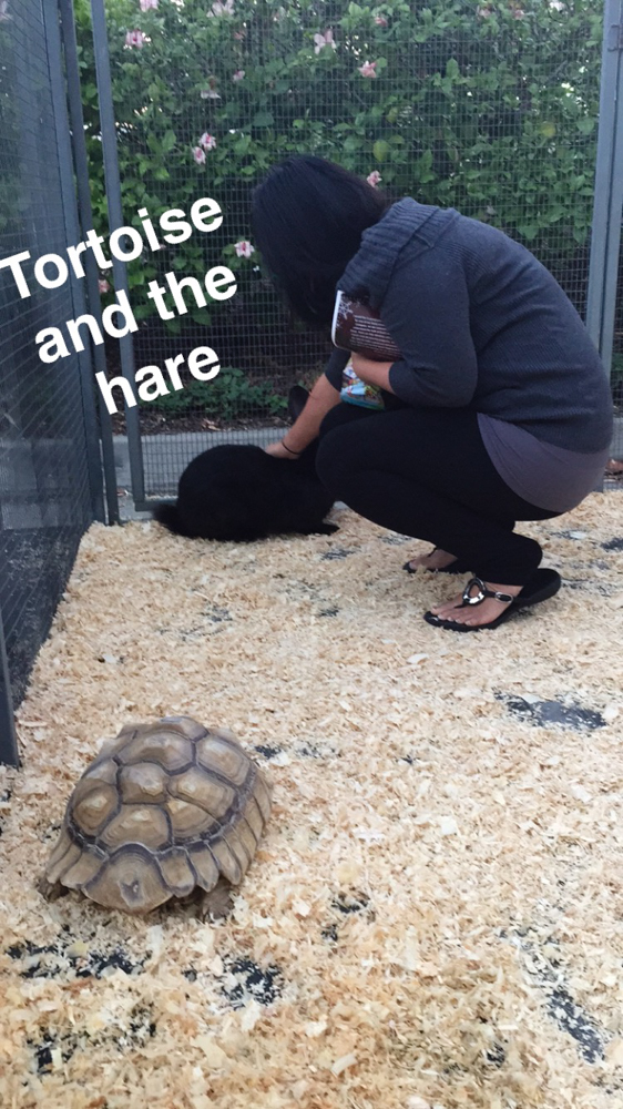 tortoise and the hare