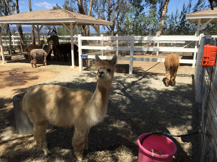 The Alpaca Hacienda